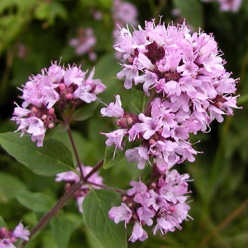 Marjoram