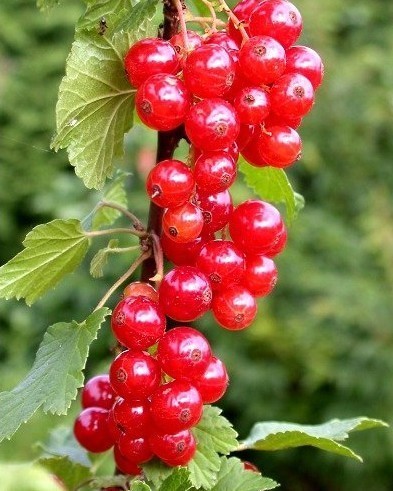 Redcurrant
