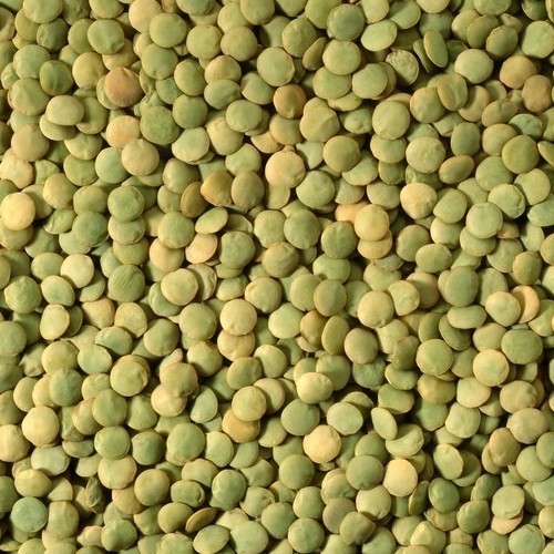 Lentil