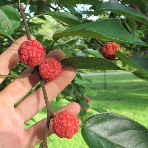 Mulberry