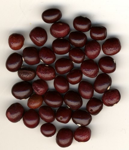 Cranberry