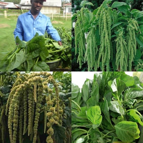 Yam