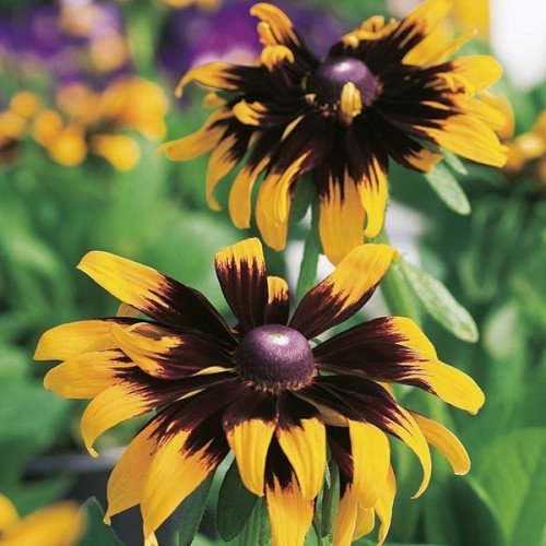 Black-Eyed Susan