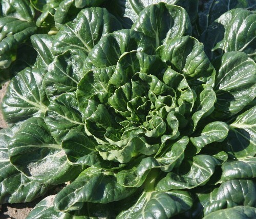 Tatsoi