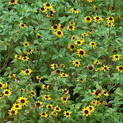 Zinnia