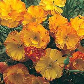 California Poppy