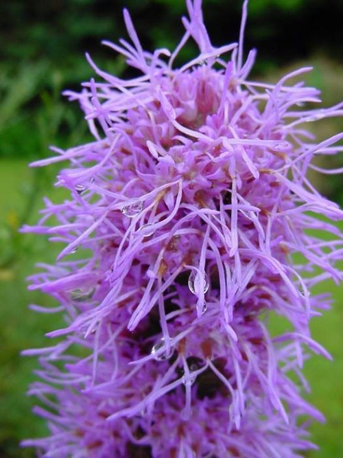 Liatris