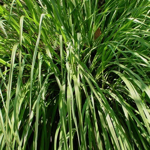 Lemongrass