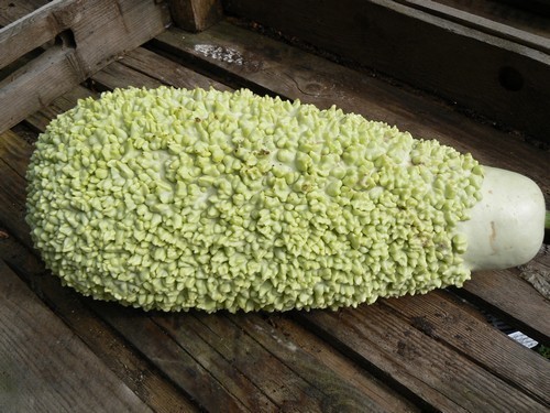 Bottle Gourd