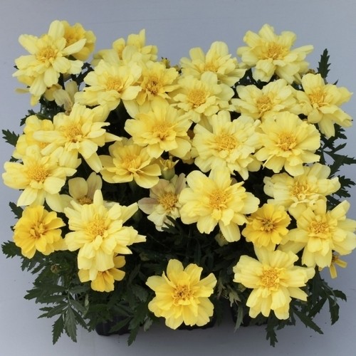Marigold