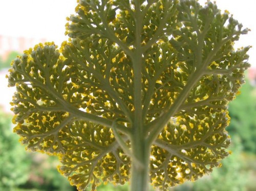 Yarrow
