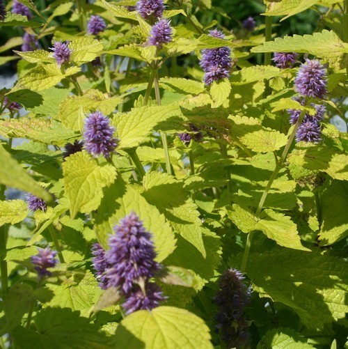 Hyssop