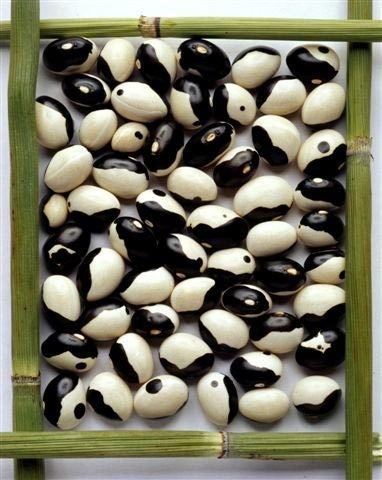 Taro