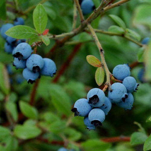 Blueberry