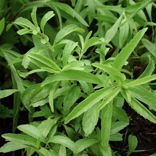 Lemon Balm