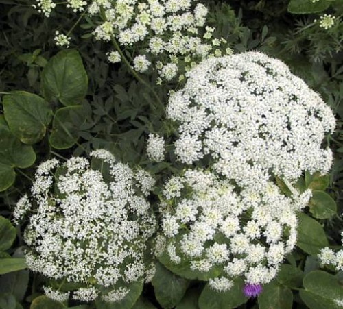 Queen Anne's Lace