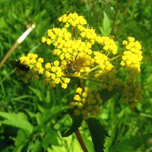 Dill