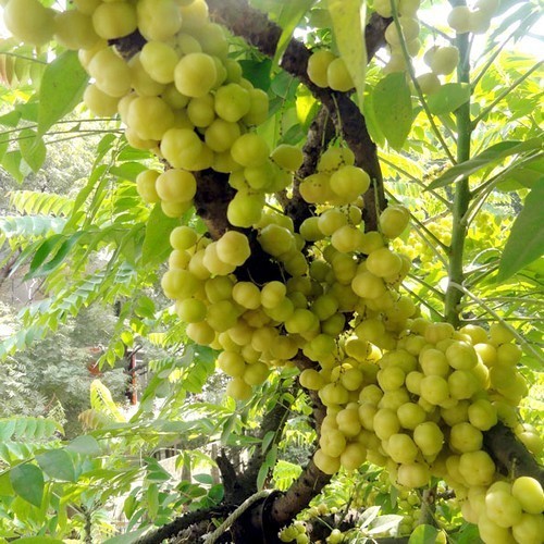 Gooseberry