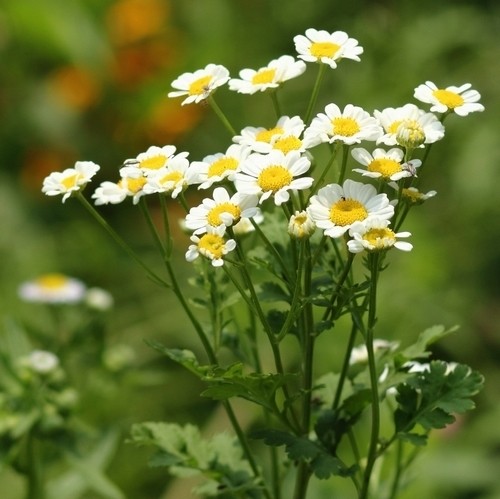 Feverfew