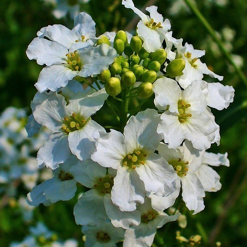 Horseradish