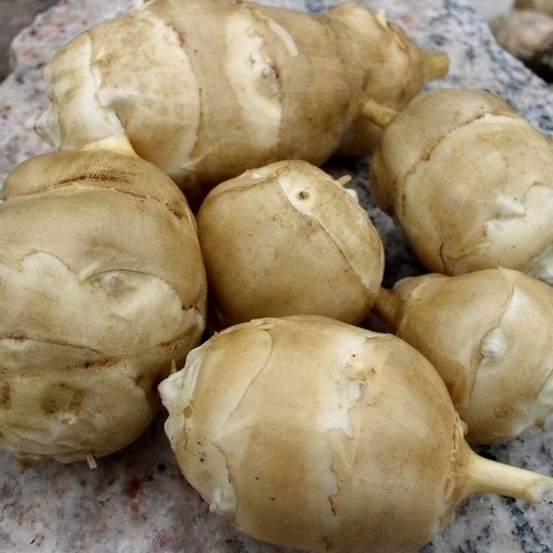 Jerusalem Artichoke