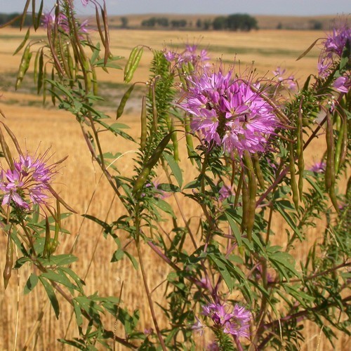 Cleome