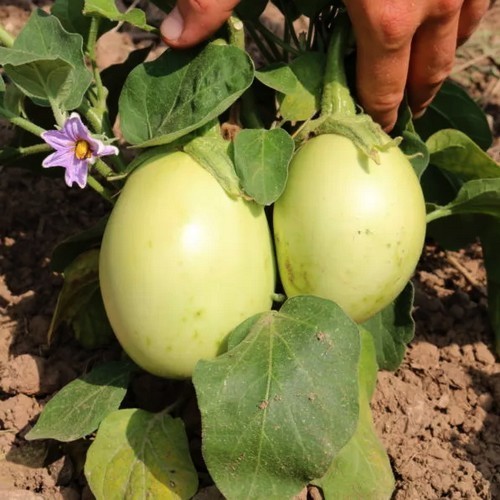 Melon