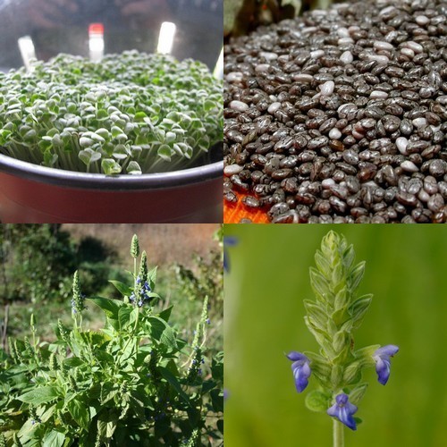 Salvia