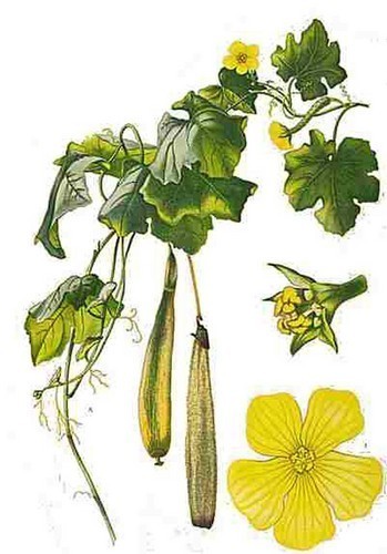 Sponge Gourd