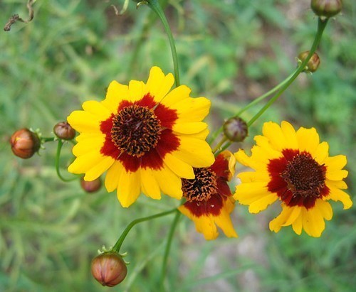 Coreopsis