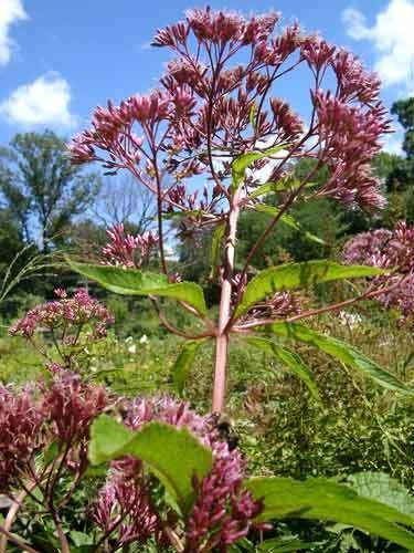 Joe-Pye Weed