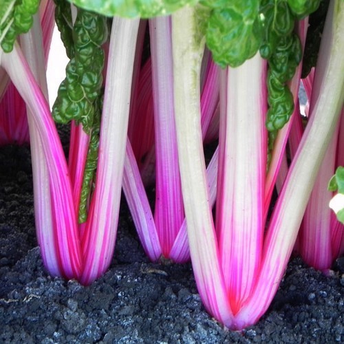 Shiso