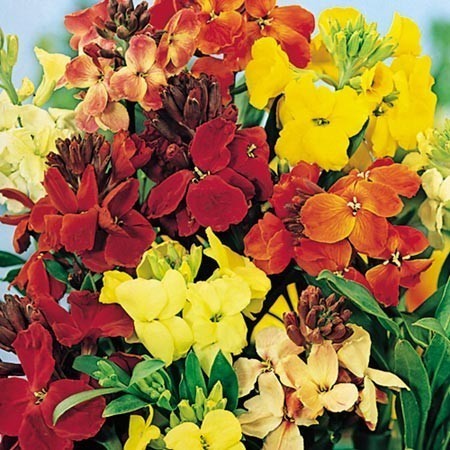 Wallflower