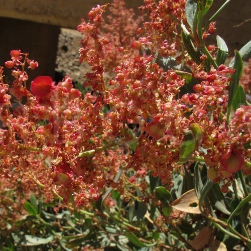 Sorrel