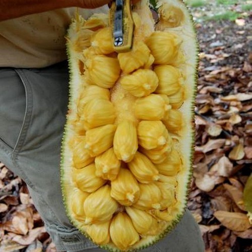 Jackfruit