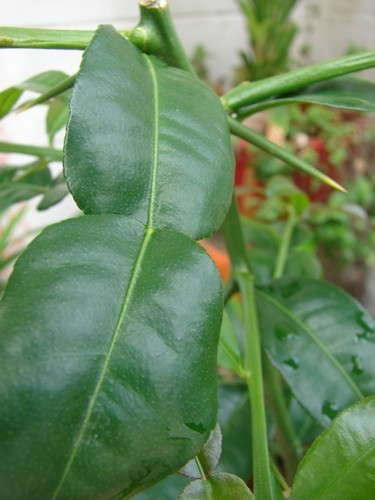 Mandarin