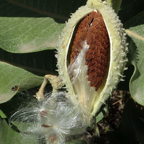 Milkweed