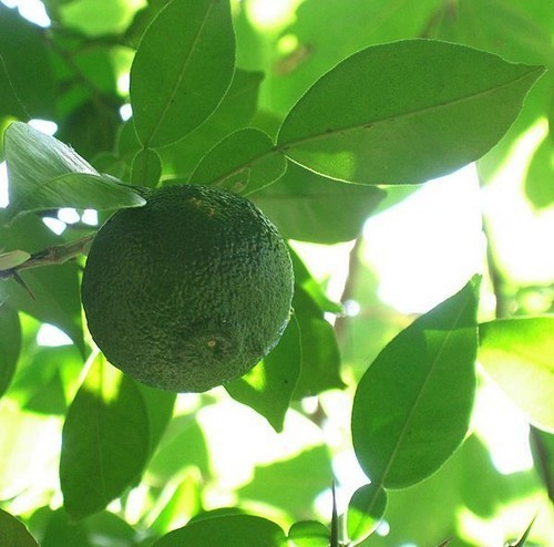 Yuzu