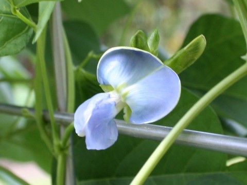 Winged Bean