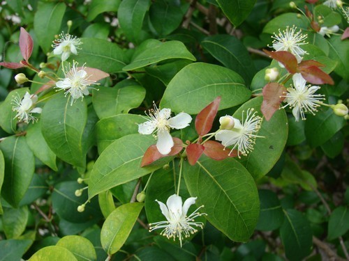 Surinam Cherry
