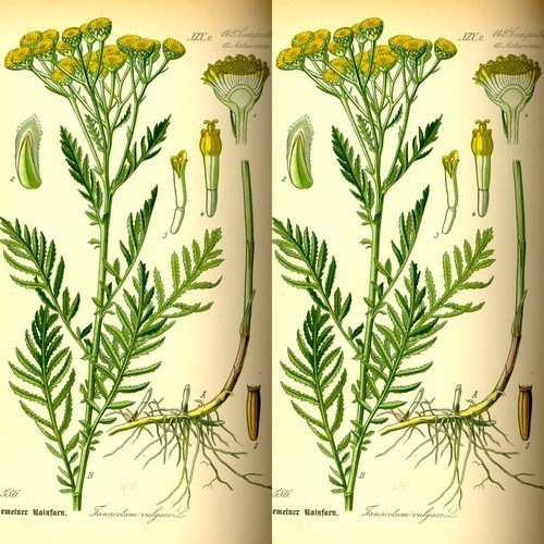 Tansy