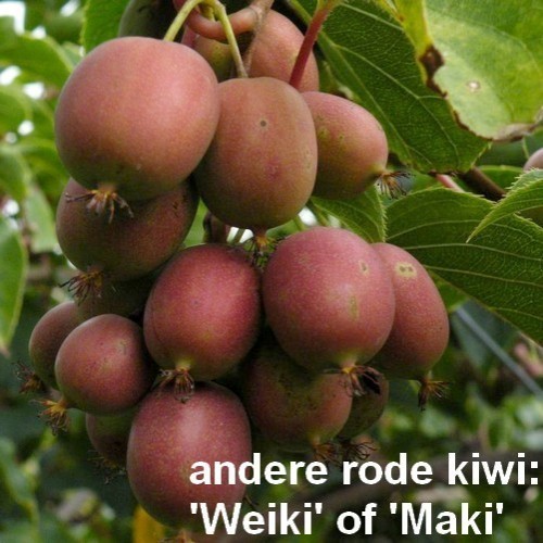 Hardy Kiwi