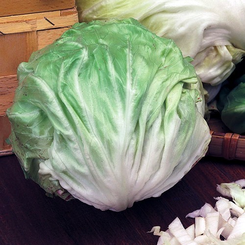 Radicchio