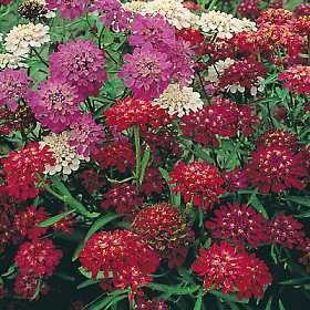 Candytuft
