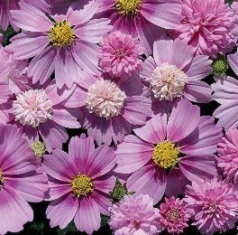 Cosmos