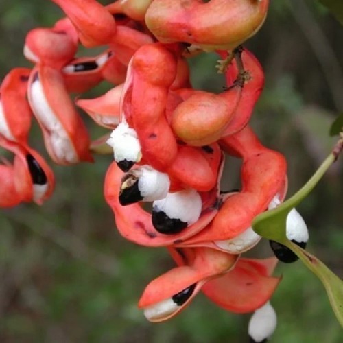 Tamarind