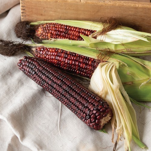 Sweet Corn