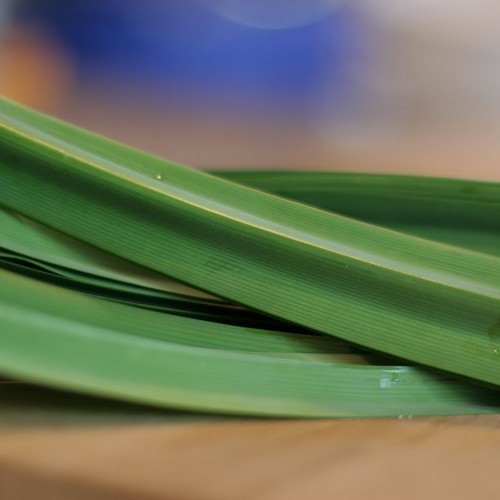 Pandan