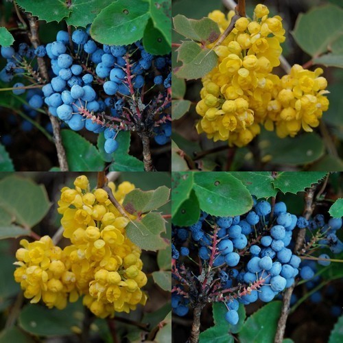 Grape