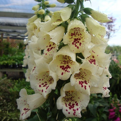 Foxglove